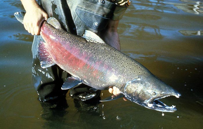 Salmon are booming in Oregon's Rogue River - Fly Life Magazine