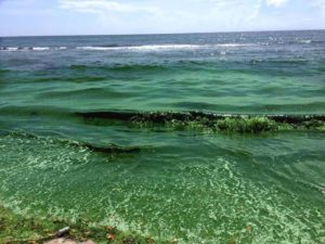 overwhelming algae