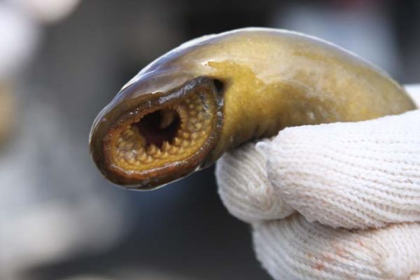 Unnatural History - Sea lamprey control in the Great Lakes - Fly Life ...
