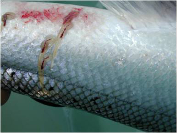 Salmon firms bid to block diseased fish photos
