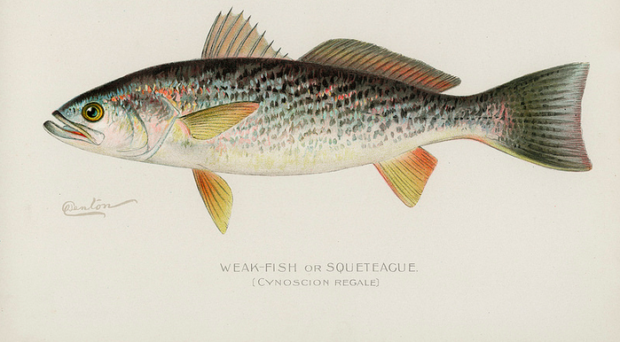 Where have all the weakfish gone?