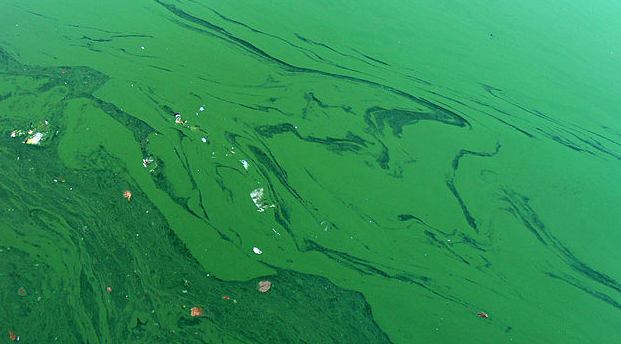University of Miami professor researches health impacts from algae
