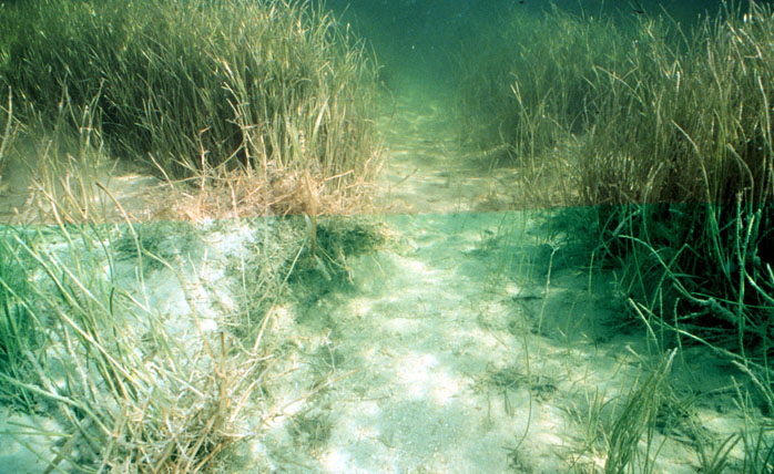 Apex Predators Sustain Seagrasses