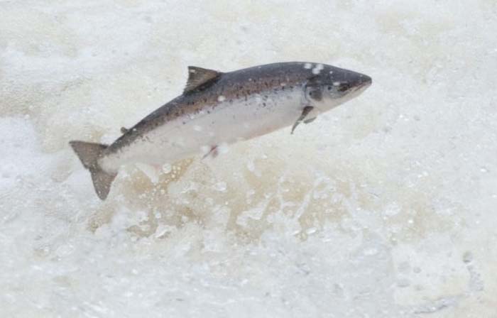 Conservation: Farmed Atlantic Salmon Escapees are Interbreeding