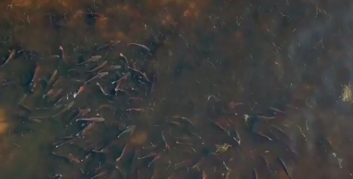 Video: Schooling redfish drone footage