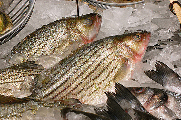 First Canadian striped bass fishery in 20 years makes a splash