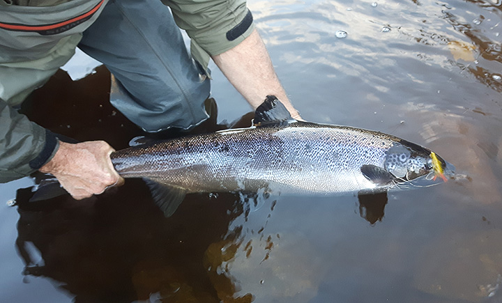 The Impearled Atlantic Salmon, NOAA, ASF, and Greenland