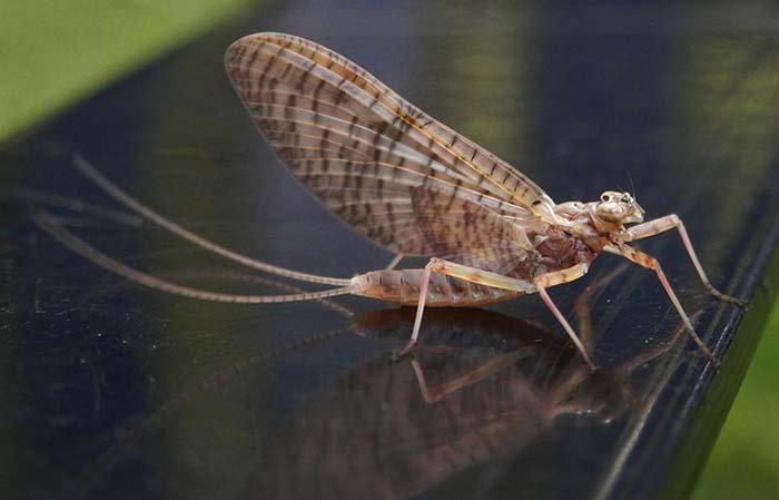 I bug your pardon - Mayfly life cycle - Fly Life Magazine