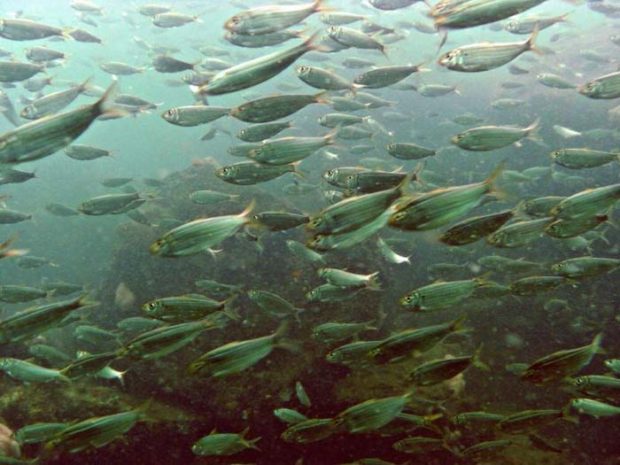 Overfishing menhaden is okay with Virginia