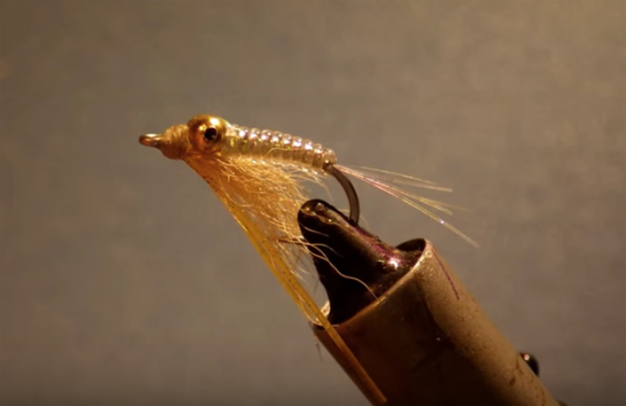 The Crazy Charlie – legendary bonefish fly
