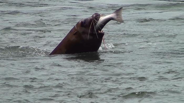 Cal sea lions majorly impacting Oregon steelhead