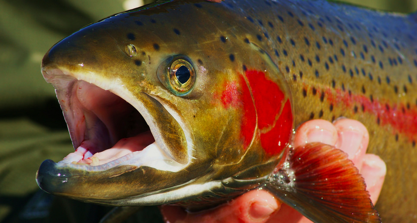 As runs dwindle, experts say Idaho’s salmon, steelhead ‘could be gone in a generation’