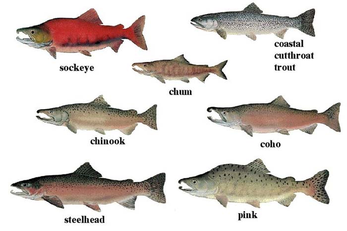 Unexpected cooling ocean waters lead to more salmon