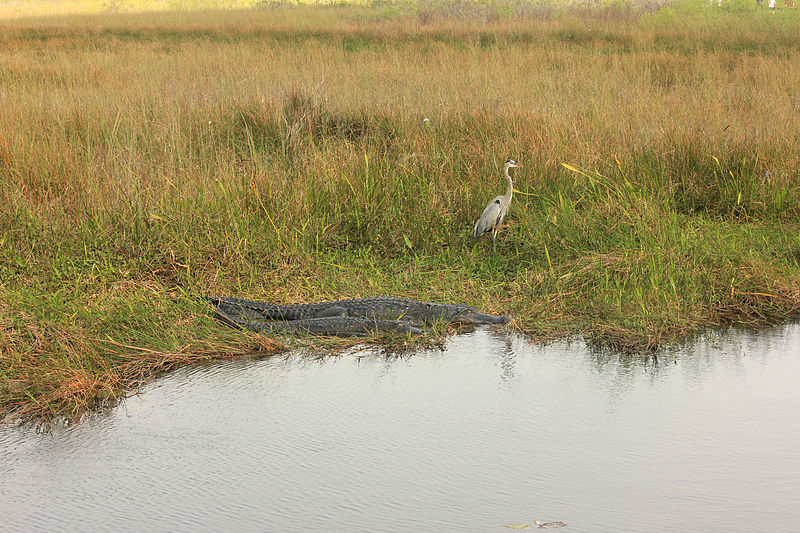 Good water management for the nation’s Everglades?