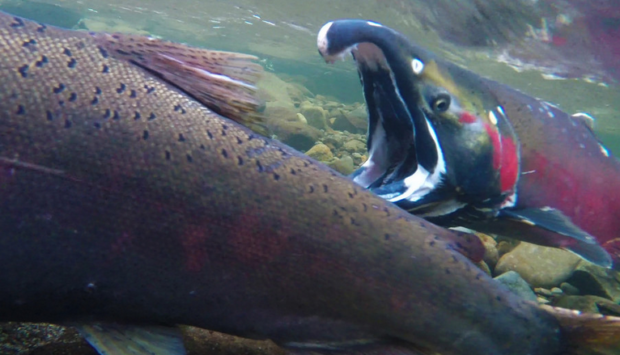 Former Michigan DNR chief tells story of how salmon got to Great Lakes