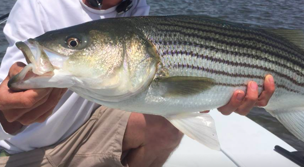 Chesapeake: What new rockfish limits could look like