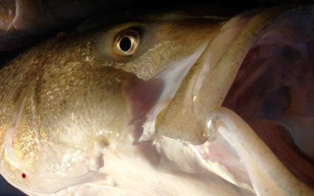 New measures to protect striped bass being eyed for the fall