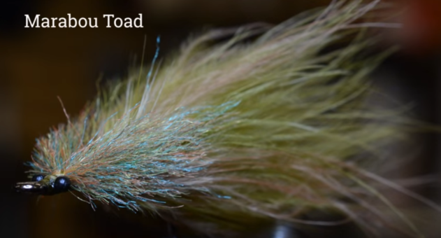 Evolution of the Marabou Tarpon Toad Fly