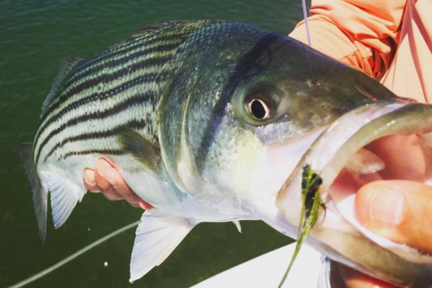 Striped bass fishing season could be canceled in Virginia as population declines