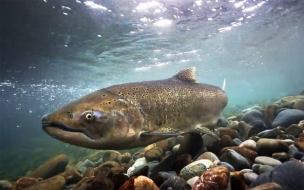 Road culverts can be deadly salmon barriers - Fly Life Magazine