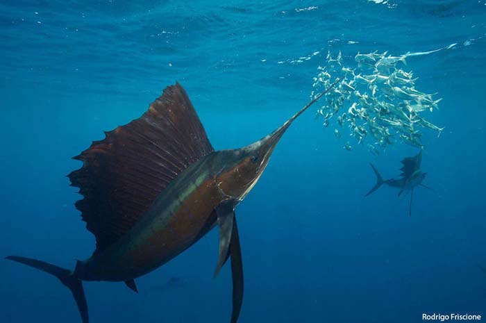 With no borders, saltwater fish can motor