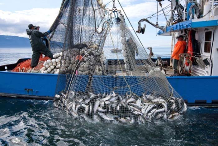 Focusing on the whole ecosystem will better manage overfishing