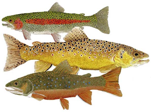 Take an ant to lunch. A trout will thank you