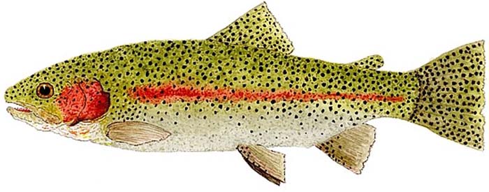 Rainbow trout paint