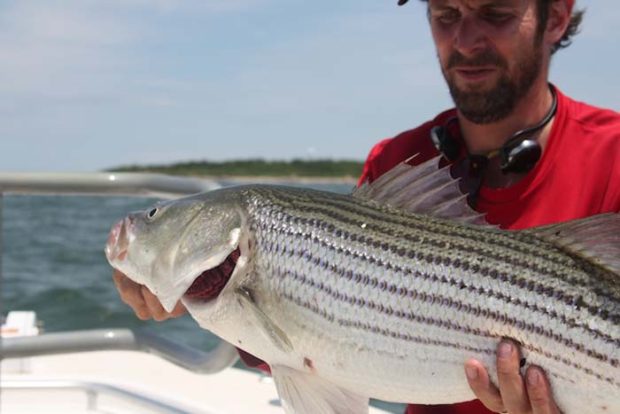 Striped bass decline spurs new look at mycobacteria