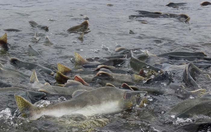 Kill Pebble Mine, not the world’s most robust salmon fishery