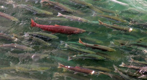 “Nothing to stop Alaska from harvesting all sockeye swimming to B.C.”