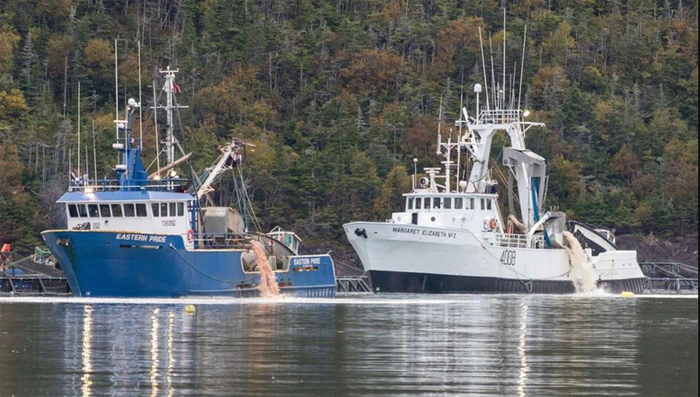 Open net pens fail, again, and Atlantic salmon rot and stink up NL shoreline