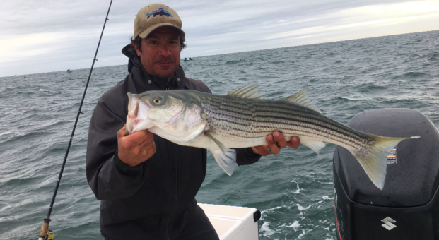 The 3 R’s of striped bass