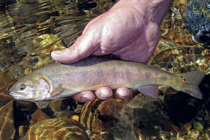 A rare California trout species, Paiute cutthroat trout gets new lease
