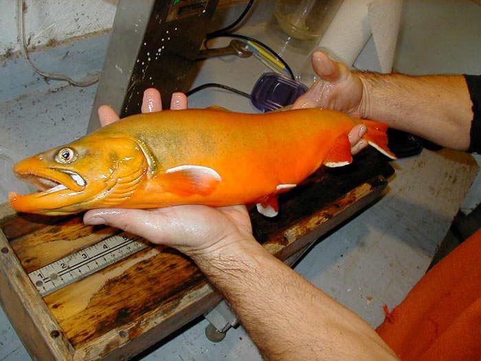 Arctic Char: Taking the future of game fish more seriously