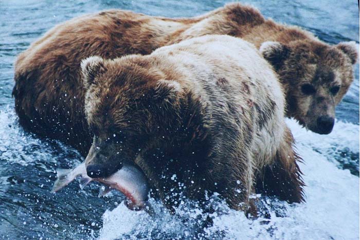The evolutionary links between grizzlies and salmon are life or death