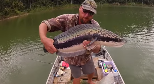 Sight-fishing for snakeheads in Malaysia