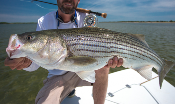 Mangrove Coast fly rods are better than advertised