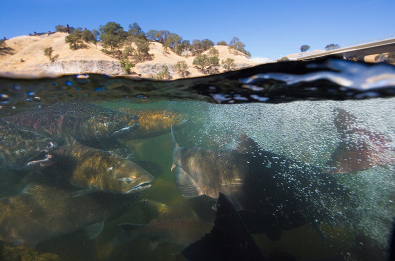 Conservation News: Court halts feds on water diversion – Chinook salmon win