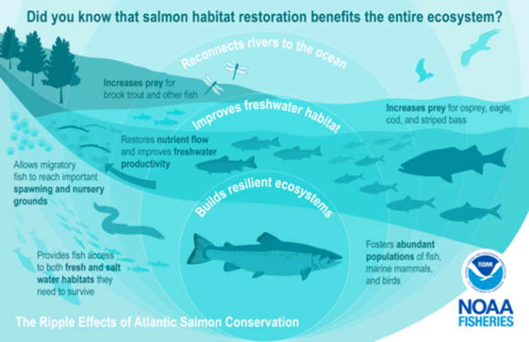 Why Are Salmon Important To The Ecosystem