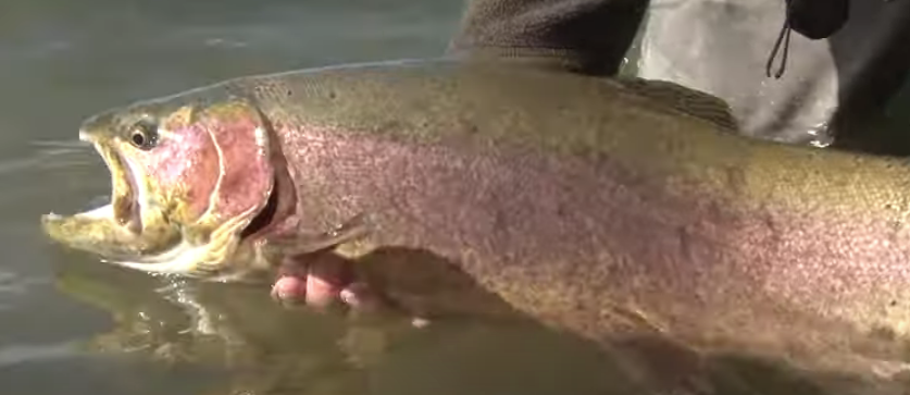 Big rainbow trout from Mission Lake, MT, flylifemagazine.com,