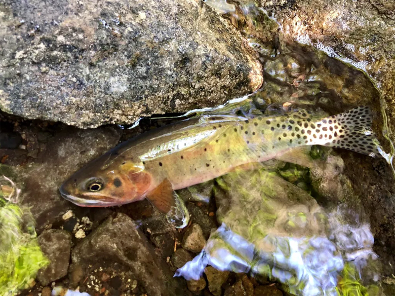 Rio Grande cutthroat trout ,flylifemagazine.com,conservation,U.S. Fish and Wildlife Service – Southwest Region