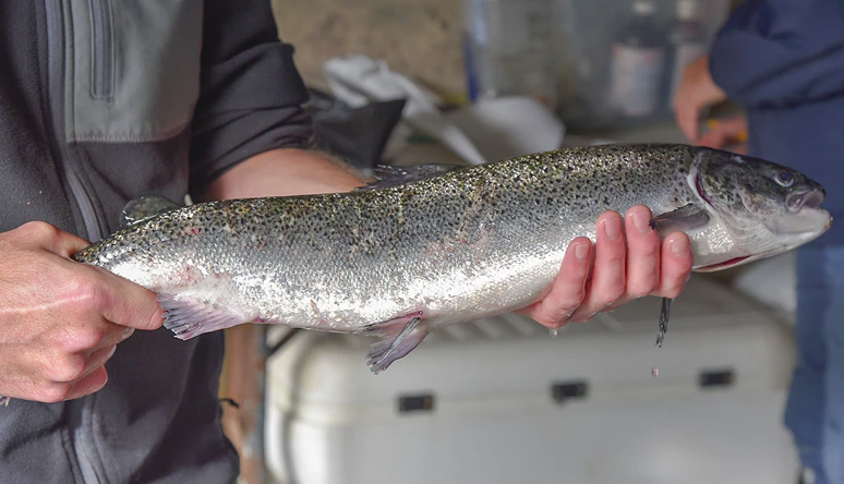 Atlantic Salmon Federation fear aquaculture escapees in canada and Maine a danger to breeding.