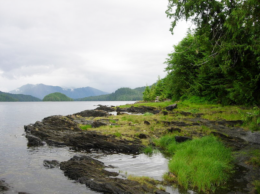Trump has approved Tongass logging, but a Biden win would restore protections