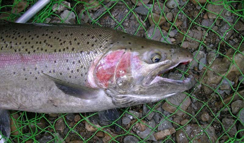 Cleveland and Pittsburgh, no, not football, steelhead