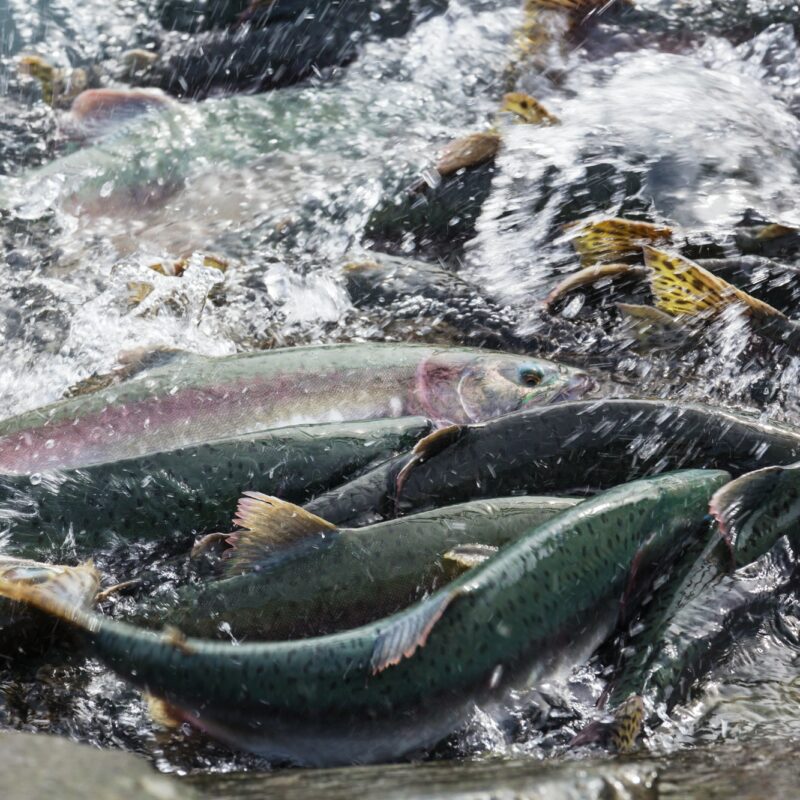 Spawning salmon