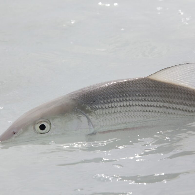 A bonefish in clear shallow salt water near Havana, Cuba.