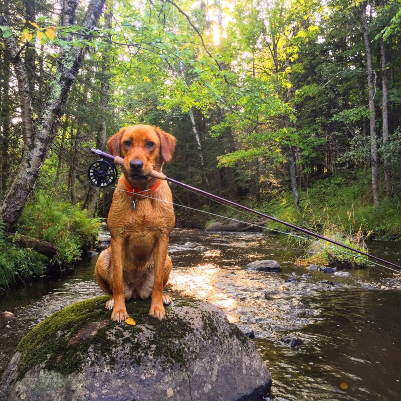A fly fisherman and his dog in northern Minnesota.