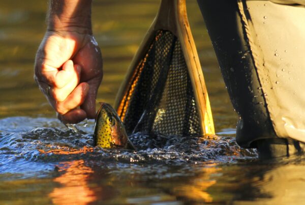Trout fishing, last light, water and fish, nice close up.