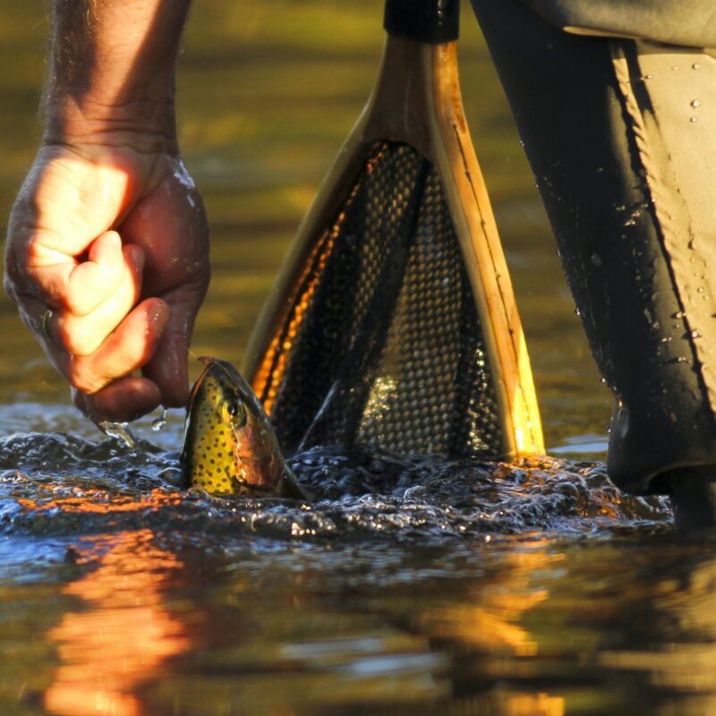 Trout fishing, last light, water and fish, nice close up.